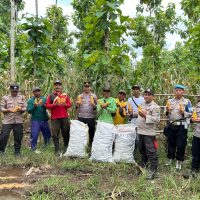 Wujudkan Ketahanan Pangan, Polisi dan Kelompok Tani di Banyuwangi Panen Jagung 